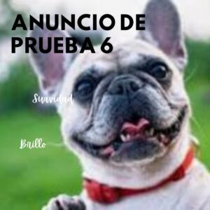 Pug en adopcion-Otro anuncio de prueba