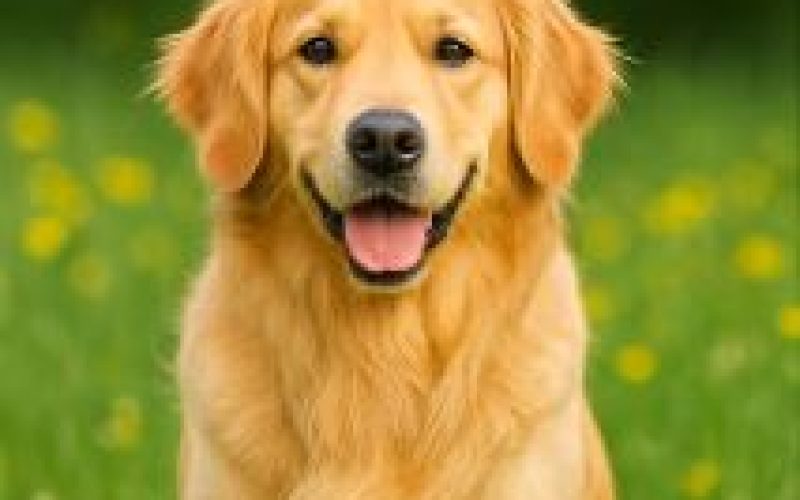 golden retriever 1