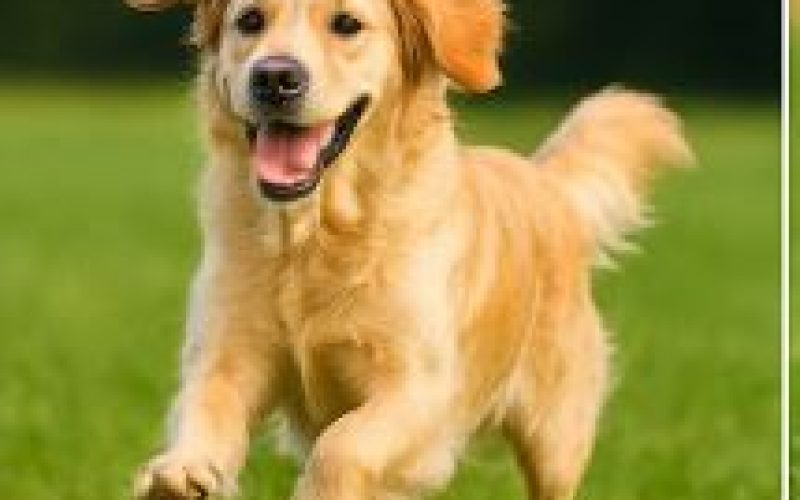 golden retriever 2