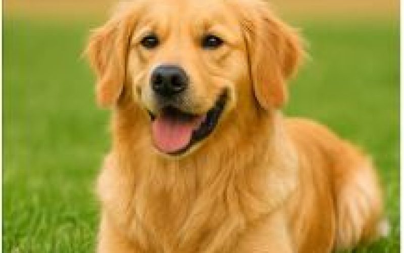 golden retriever 5