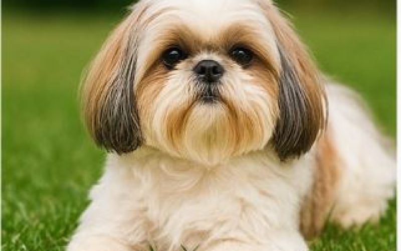 shih Tzu 3